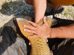 Kaprárske prúty Beyond Carp 2-diel