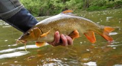 Dipované umelé nástrahy FishUP Scaly FAT 3,2-82mm 8ks