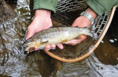 Dipované umelé nástrahy FishUP Tanta 51mm-2,0"/9ks