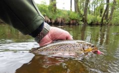 Dipované umelé nástrahy FishUP Tanta 51mm-2,0"/9ks