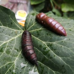Dipované umelé nástrahy FishUP Pupa 30mm-1,2"/10ks