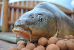 Carp Food Tandem Baits Boilies 18mm/1kg
