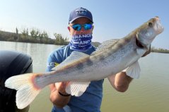 Sonar Lowrance Elite FS™ 7 so sondou HDI