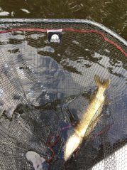 Pogumovaný podberák s rúčkou Predator 190cm